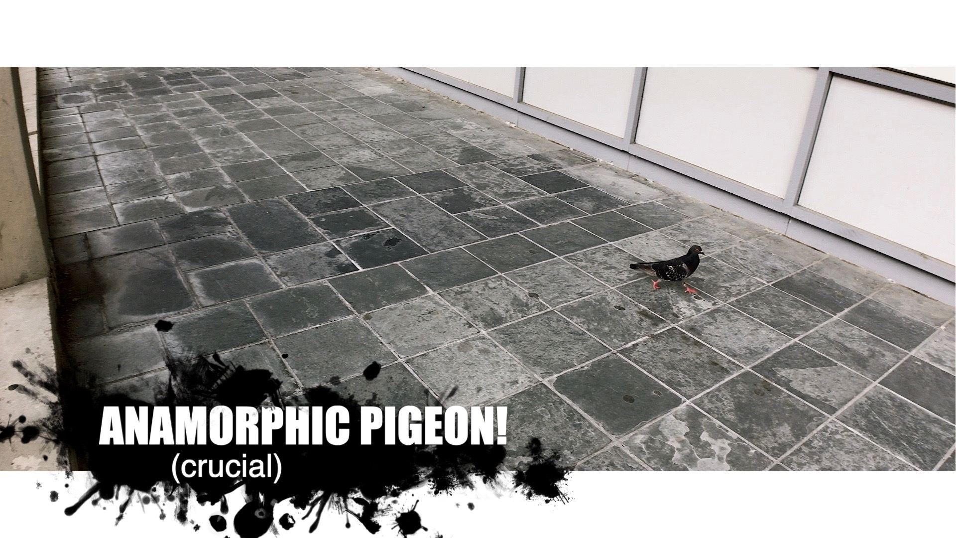 Pigeon.jpg